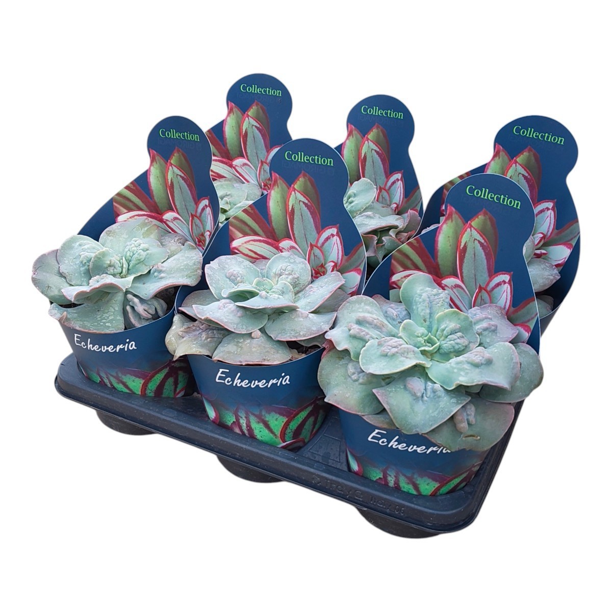 Горшечные цветы и растения оптом Echeveria Cameo Potcover от 6шт из Голландии с доставкой по России