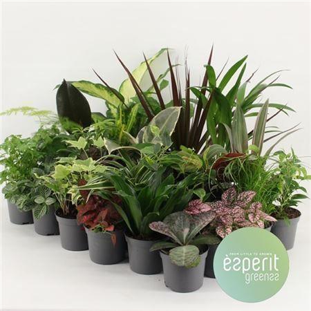 Горшечные цветы и растения оптом Plant Mix Mini Greens от 24шт из Голландии с доставкой по России