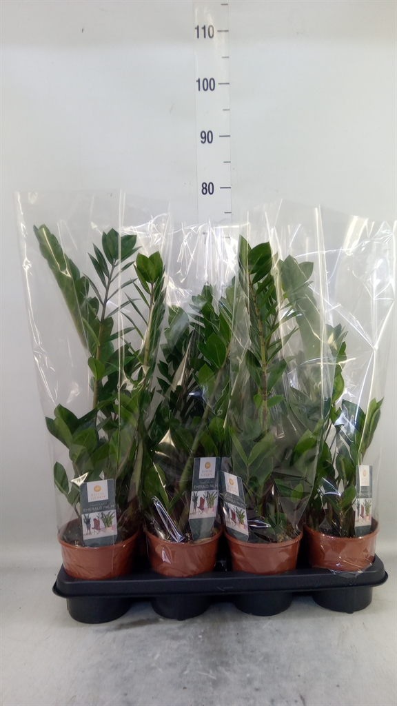Горшечные цветы и растения оптом Zamioculcas Zamiifolia от 7шт из Голландии с доставкой по России