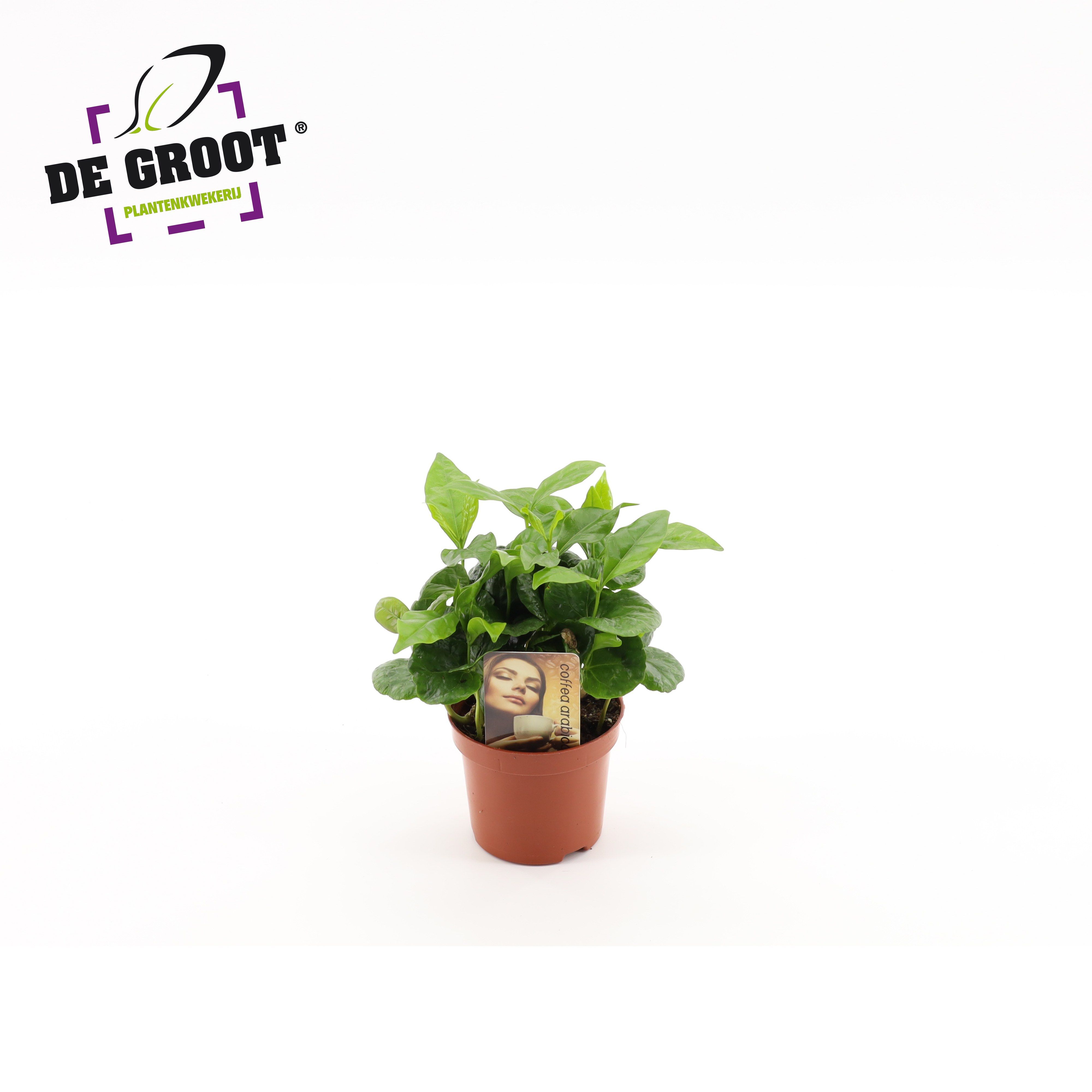 Горшечные цветы и растения оптом Coffea Arabica от 18шт (для телеги) из Голландии с доставкой по России