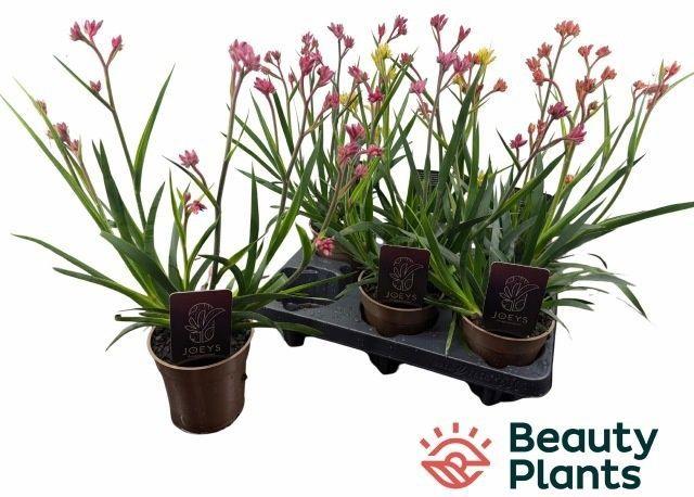 Горшечные цветы и растения оптом Anigo Gem от 6шт из Голландии с доставкой по России