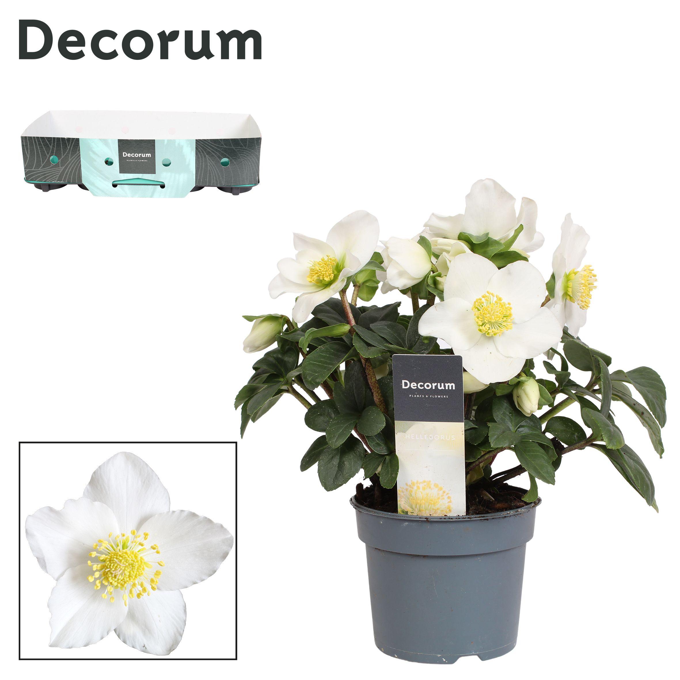 Горшечные цветы и растения оптом Helleborus N. Christmas Carol 9cm (xl)met Kraag De от 18шт (для телеги) из Голландии с доставкой по России