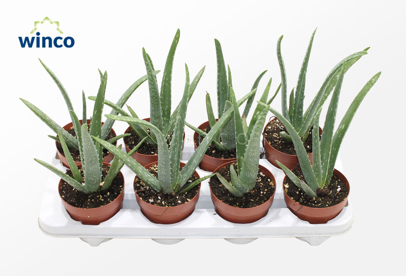 Горшечные цветы и растения оптом Aloe Vera от 9шт из Голландии с доставкой по России