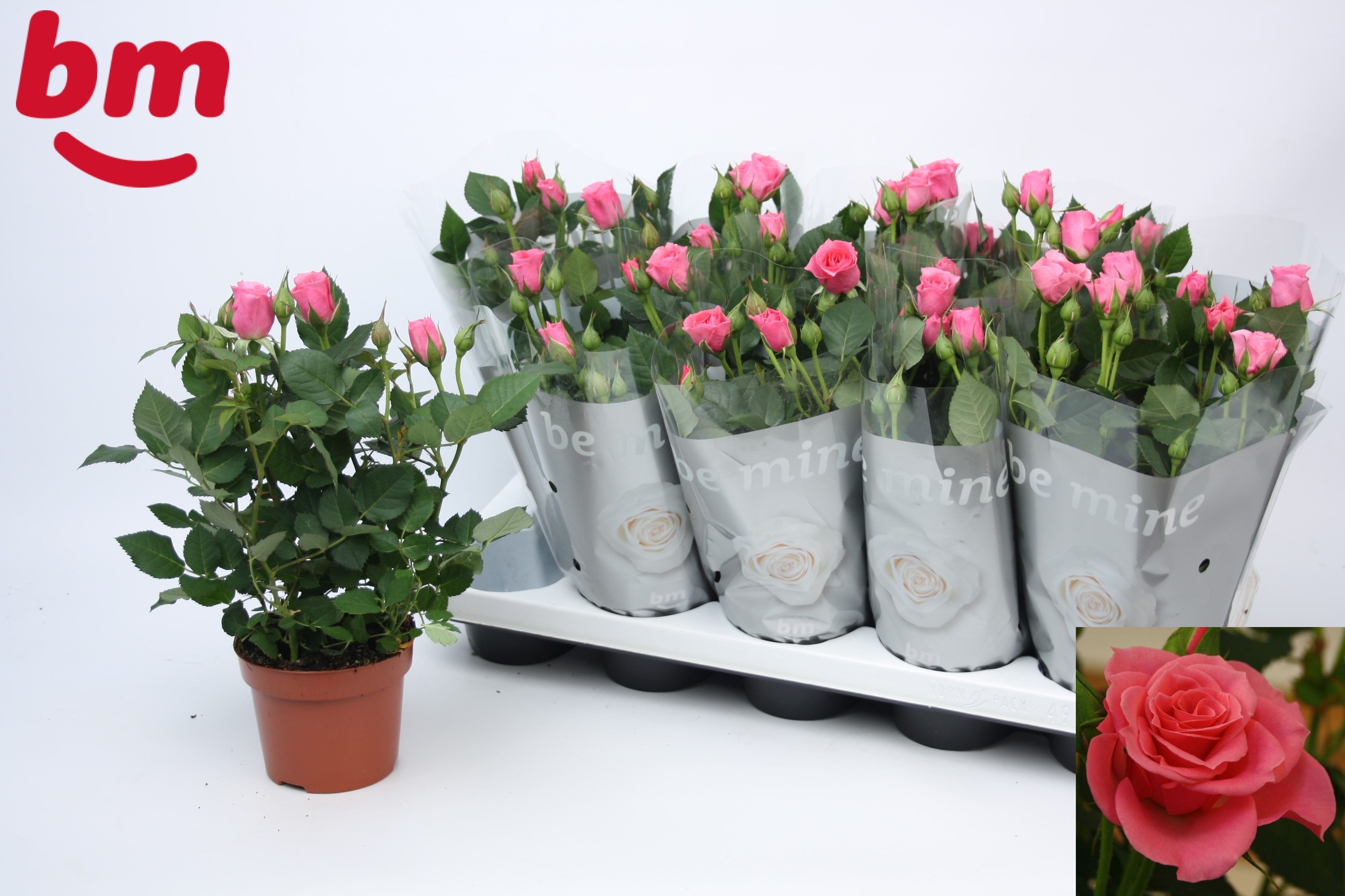 Горшечные цветы и растения оптом Ro D Pink B Monde от 10шт из Голландии с доставкой по России