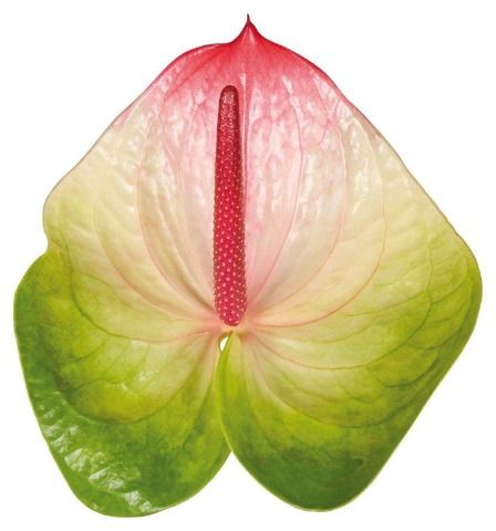 Срезанные цветы оптом Anthurium zafira от 24шт. из Голландии с доставкой по России
