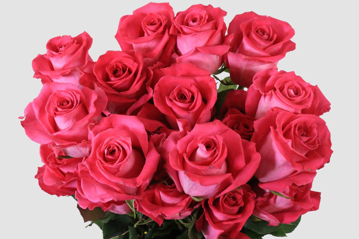 Срезанные цветы оптом Rosa ec topaz от 100шт из Голландии с доставкой по России