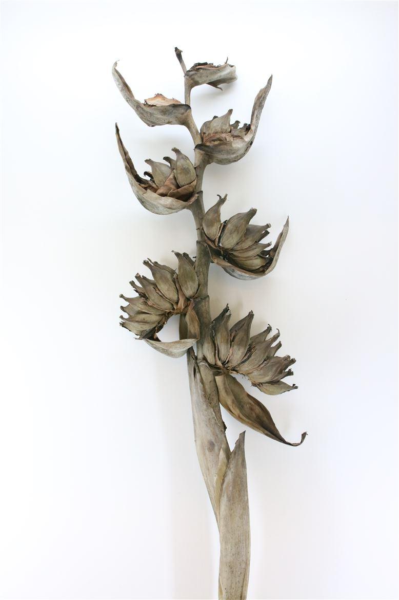 Срезанные цветы оптом Heliconia guy dried от 1шт из Голландии с доставкой по России