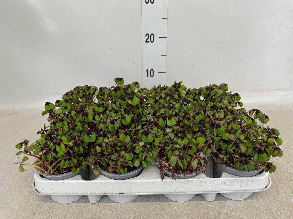 Горшечные цветы и растения оптом Oxalis Deppei от 12шт (для телеги) из Голландии с доставкой по России