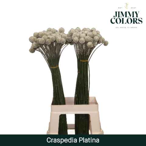 Срезанные цветы оптом Craspedia paint platinum от 200шт из Голландии с доставкой по России