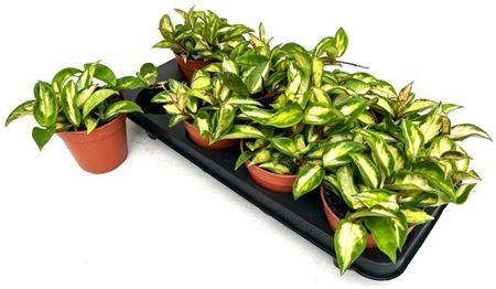 Горшечные цветы и растения оптом Hoya C Tricolor от 8шт из Голландии с доставкой по России