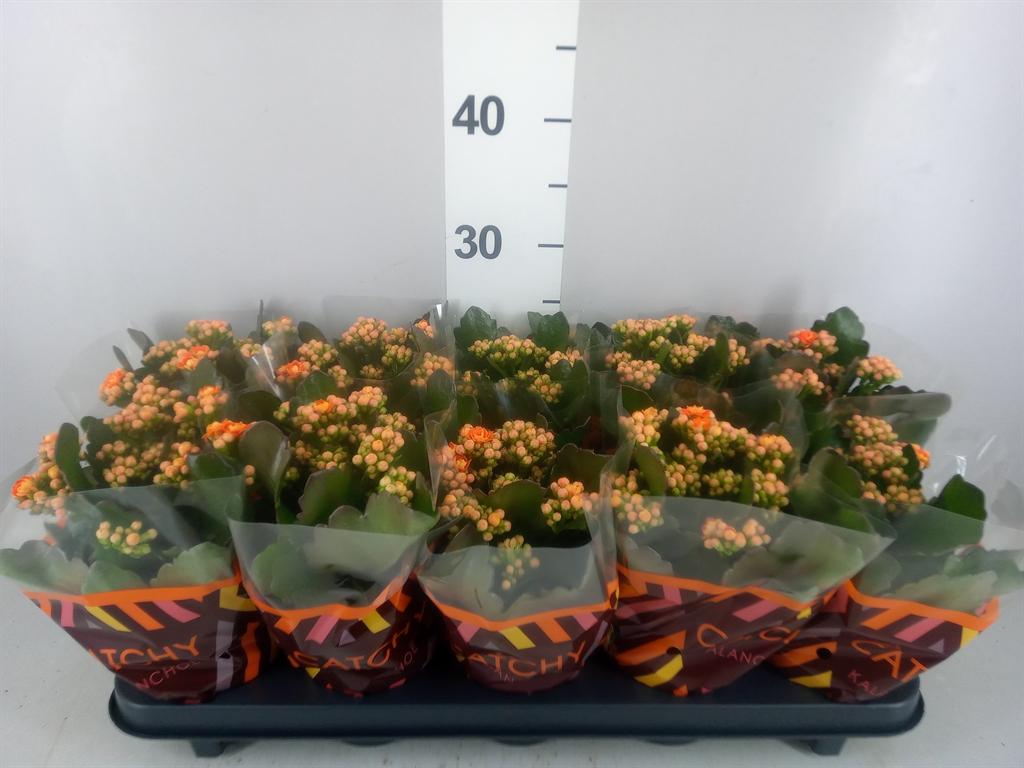 Горшечные цветы и растения оптом Kalanchoe Blos. perfecta Orange от 10шт из Голландии с доставкой по России