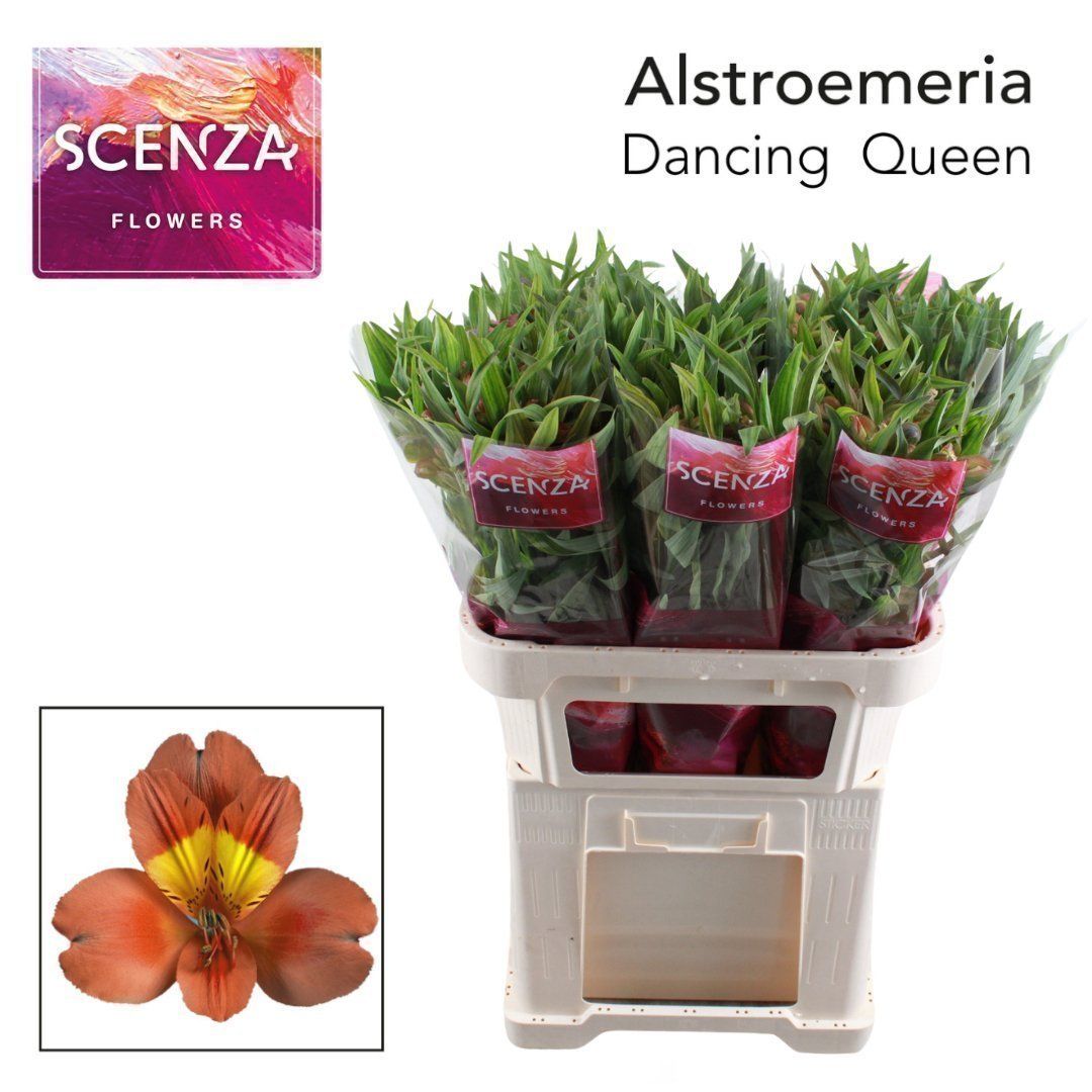 Срезанные цветы оптом Alstroemeria dancing queen от 60шт из Голландии с доставкой по России