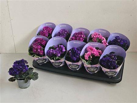 Горшечные цветы и растения оптом Saintp In Rococo Gem от 10шт (для телеги) из Голландии с доставкой по России