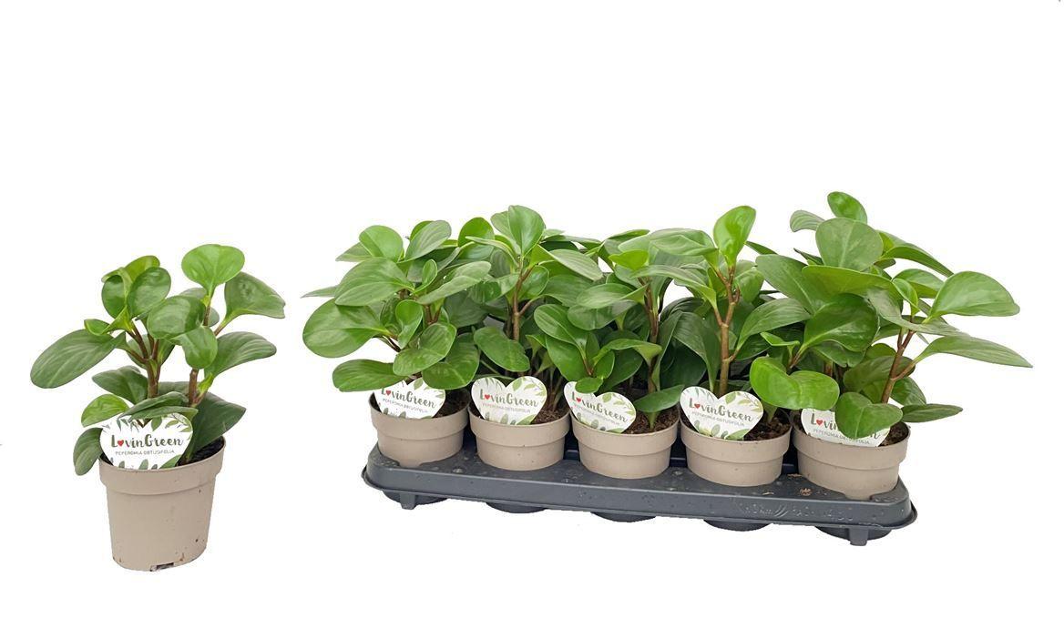 Горшечные цветы и растения оптом Peperomia Obtusifolia от 10шт из Голландии с доставкой по России