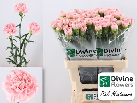 Срезанные цветы оптом Dianthus st pink montezuma от 80шт из Голландии с доставкой по России