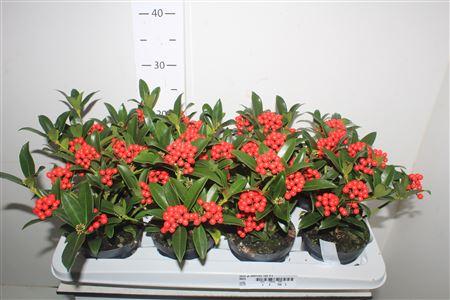 Горшечные цветы и растения оптом Skim Ja Oberries Red 5+ от 8шт из Голландии с доставкой по России