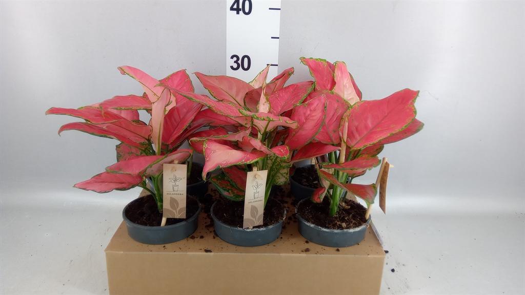 Горшечные цветы и растения оптом Aglaonema Kb ... AA от 3шт из Голландии с доставкой по России