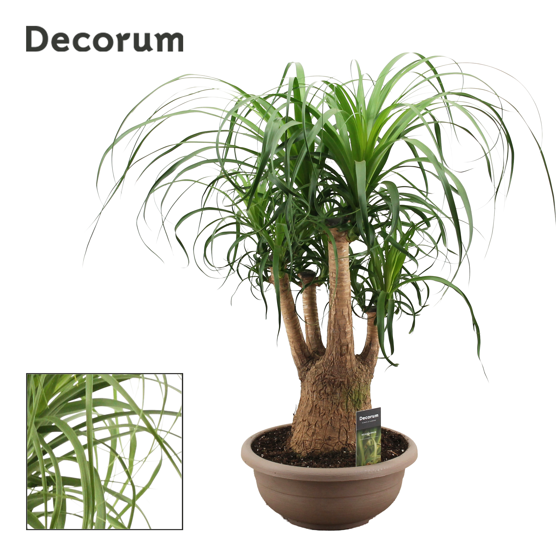 Горшечные цветы и растения оптом Beaucarnea Branched (decorum) от 1шт из Голландии с доставкой по России