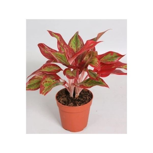 Горшечные цветы и растения оптом Aglaonema Crete Flame от 10шт из Голландии с доставкой по России