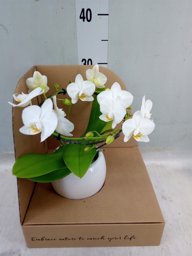 Горшечные цветы и растения оптом Phalaenopsis Multi.   ...white от 1шт из Голландии с доставкой по России