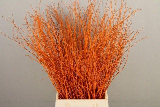 Срезанные цветы оптом Betula paint orange от 10шт из Голландии с доставкой по России