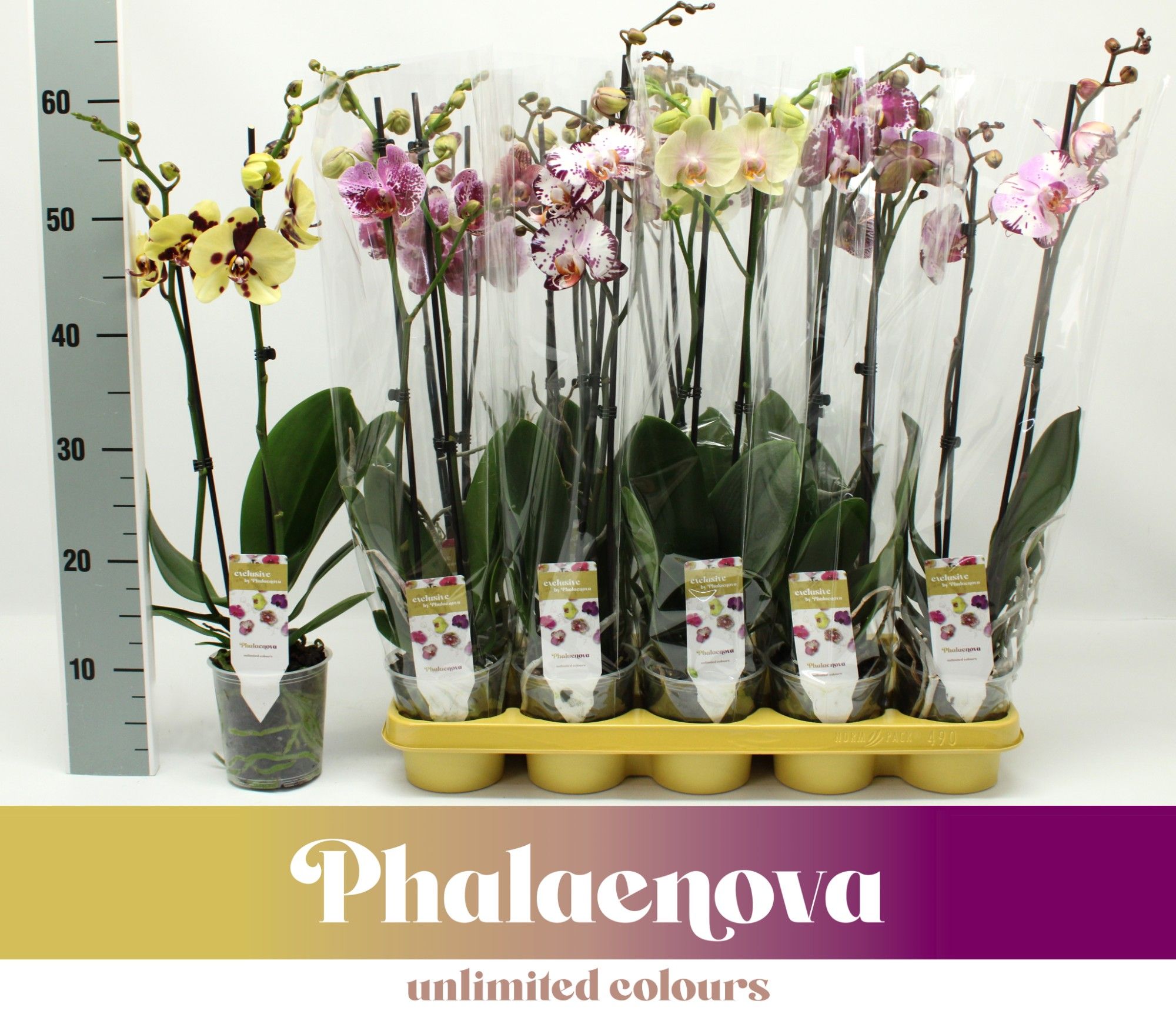 Горшечные цветы и растения оптом Phal 2st Exclusieve Mix 18+ (phalaenova) от 10шт из Голландии с доставкой по России