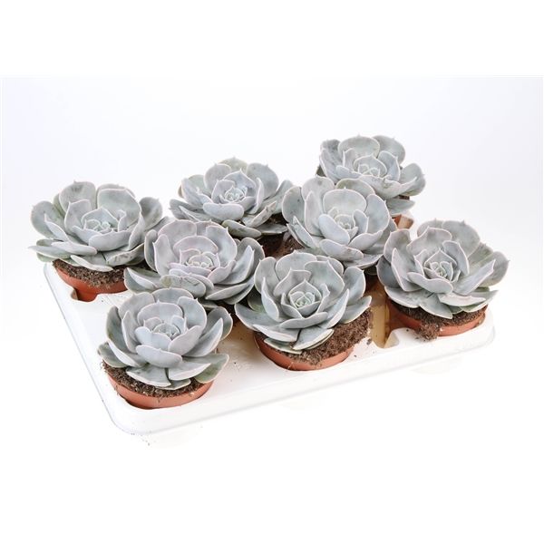 Горшечные цветы и растения оптом Echeveria Pollux от 8шт из Голландии с доставкой по России