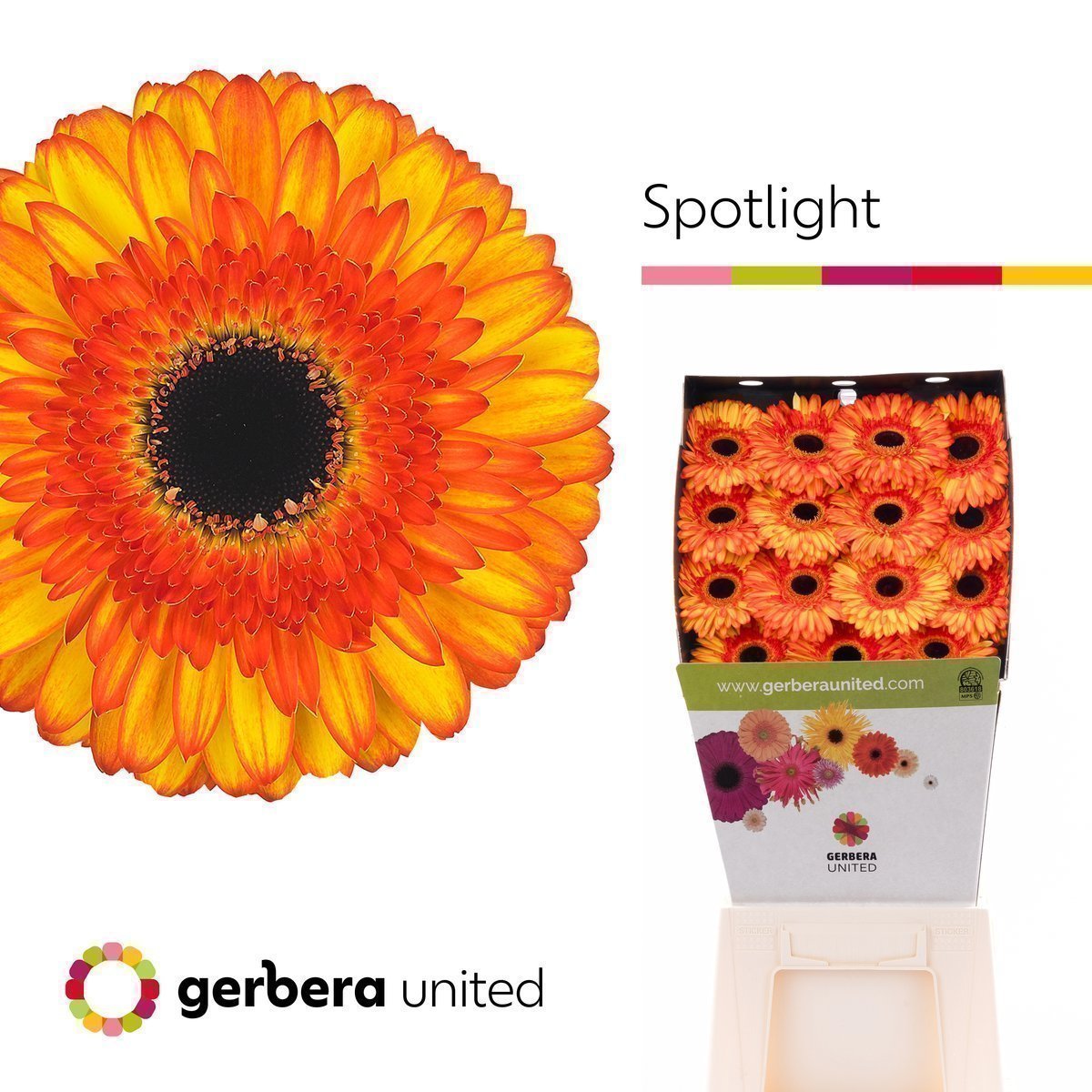 Срезанные цветы оптом Gerbera diamond spotlight от 15шт из Голландии с доставкой по России