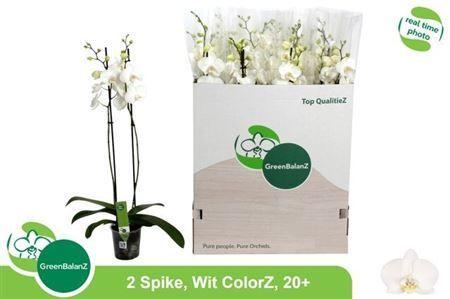 Горшечные цветы и растения оптом Phal Ov Wit 2 Branches 18+ от 12шт из Голландии с доставкой по России