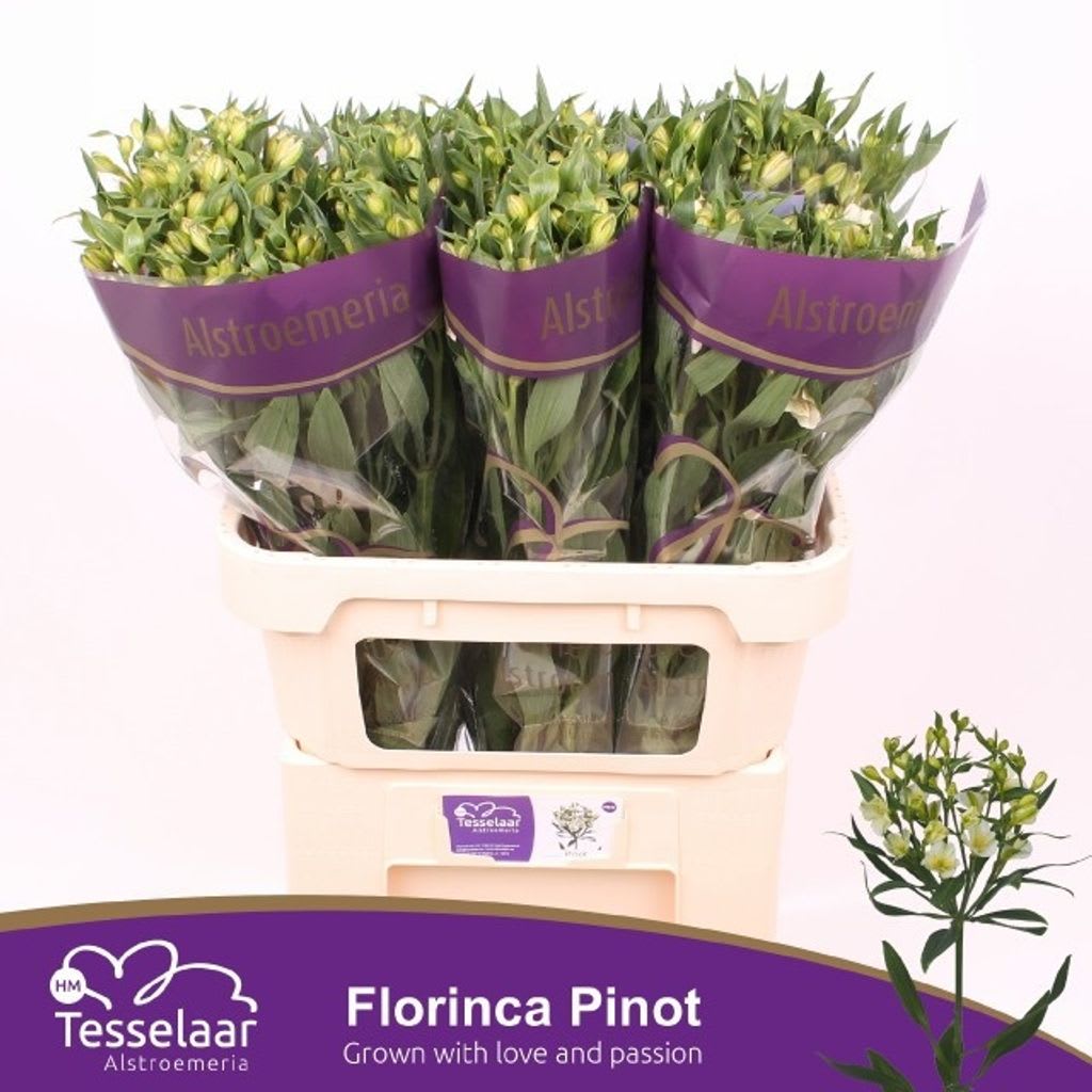 Срезанные цветы оптом Alstroemeria fl pinot от 40шт из Голландии с доставкой по России