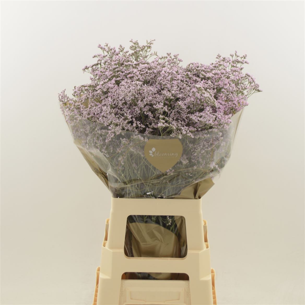 Срезанные цветы оптом Limonium safora oshi pink от 500шт из Голландии с доставкой по России