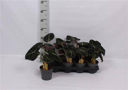 Горшечные цветы и растения оптом Alocasia Black Velvet от 8шт (для телеги) из Голландии с доставкой по России
