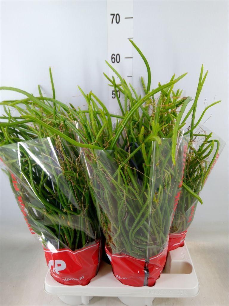 Горшечные цветы и растения оптом Rhipsalis   ... от 4шт из Голландии с доставкой по России