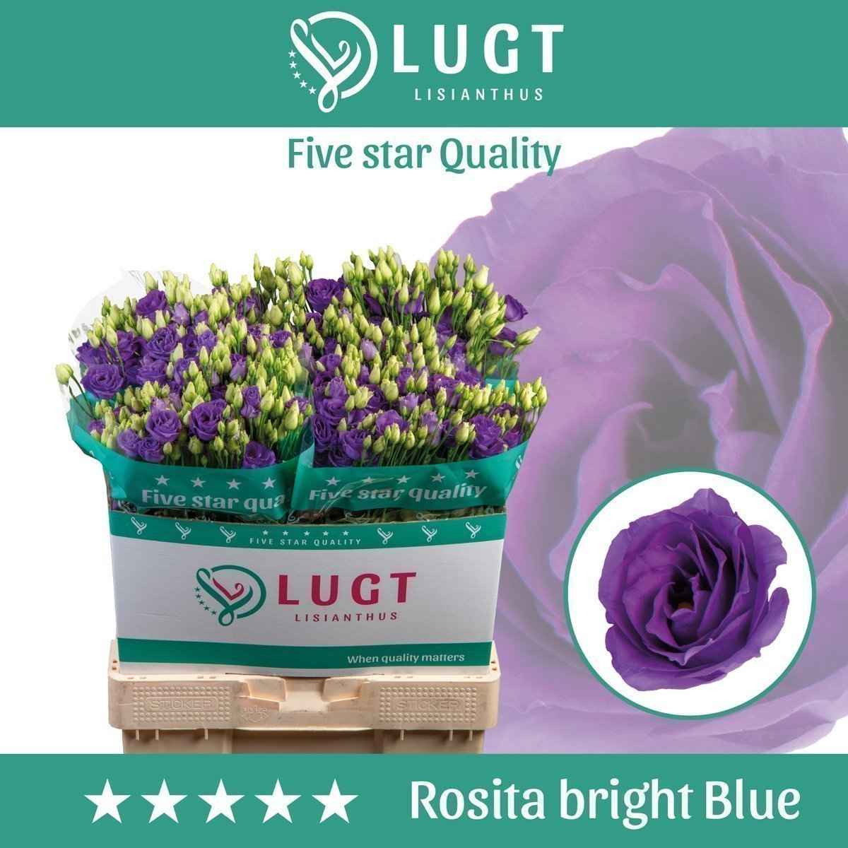 Срезанные цветы оптом Lisianthus do rosita bright blue от 140шт. из Голландии с доставкой по России