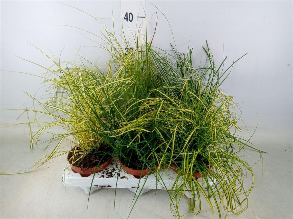 Горшечные цветы и растения оптом Carex   ...mix от 6шт из Голландии с доставкой по России