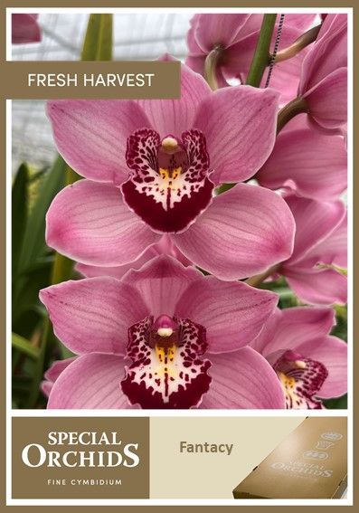 Срезанные цветы оптом Cymbidium pink fantasy от 4шт из Голландии с доставкой по России