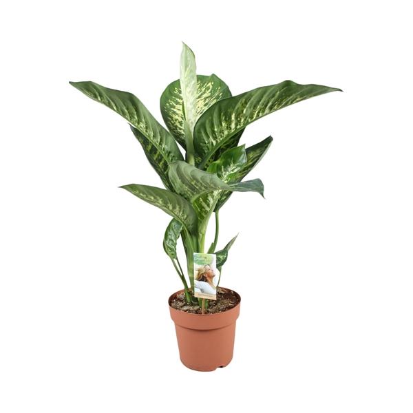 Горшечные цветы и растения оптом Dieffenbachia Tropic Snow от 1шт из Голландии с доставкой по России