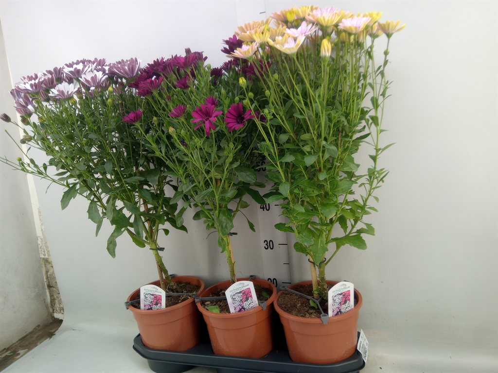 Горшечные цветы и растения оптом Osteospermum   ...mix от 3шт из Голландии с доставкой по России