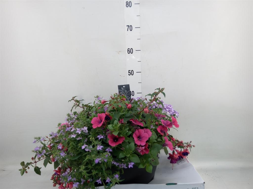 Горшечные цветы и растения оптом Perkplanten   ...tuft 5   [bedding] от 1шт из Голландии с доставкой по России