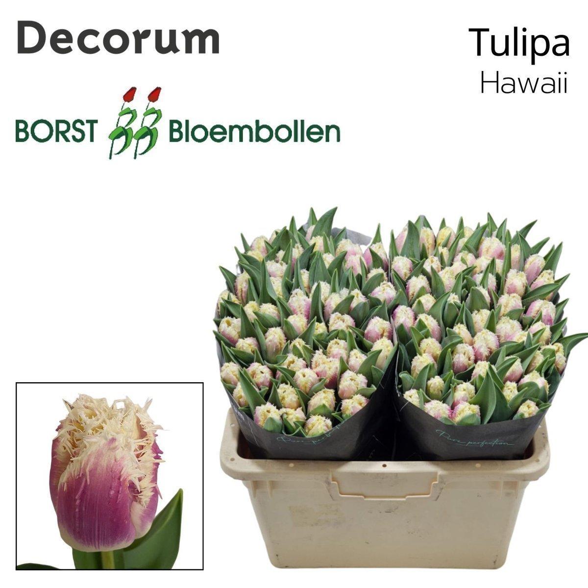 Срезанные цветы оптом Tulipa fr hawaii от 50шт из Голландии с доставкой по России