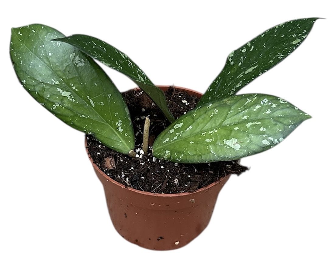 Горшечные цветы и растения оптом Hoya Sp Aceh Clone от 1шт из Голландии с доставкой по России