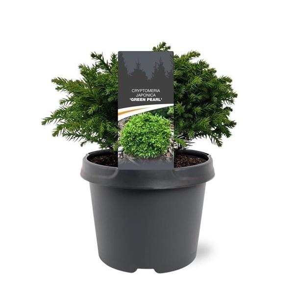 Горшечные цветы и растения оптом Cryptomeria Jap Green Pearl от 1шт из Голландии с доставкой по России