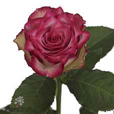 Срезанные цветы оптом Rosa la e-vent от 60шт из Голландии с доставкой по России