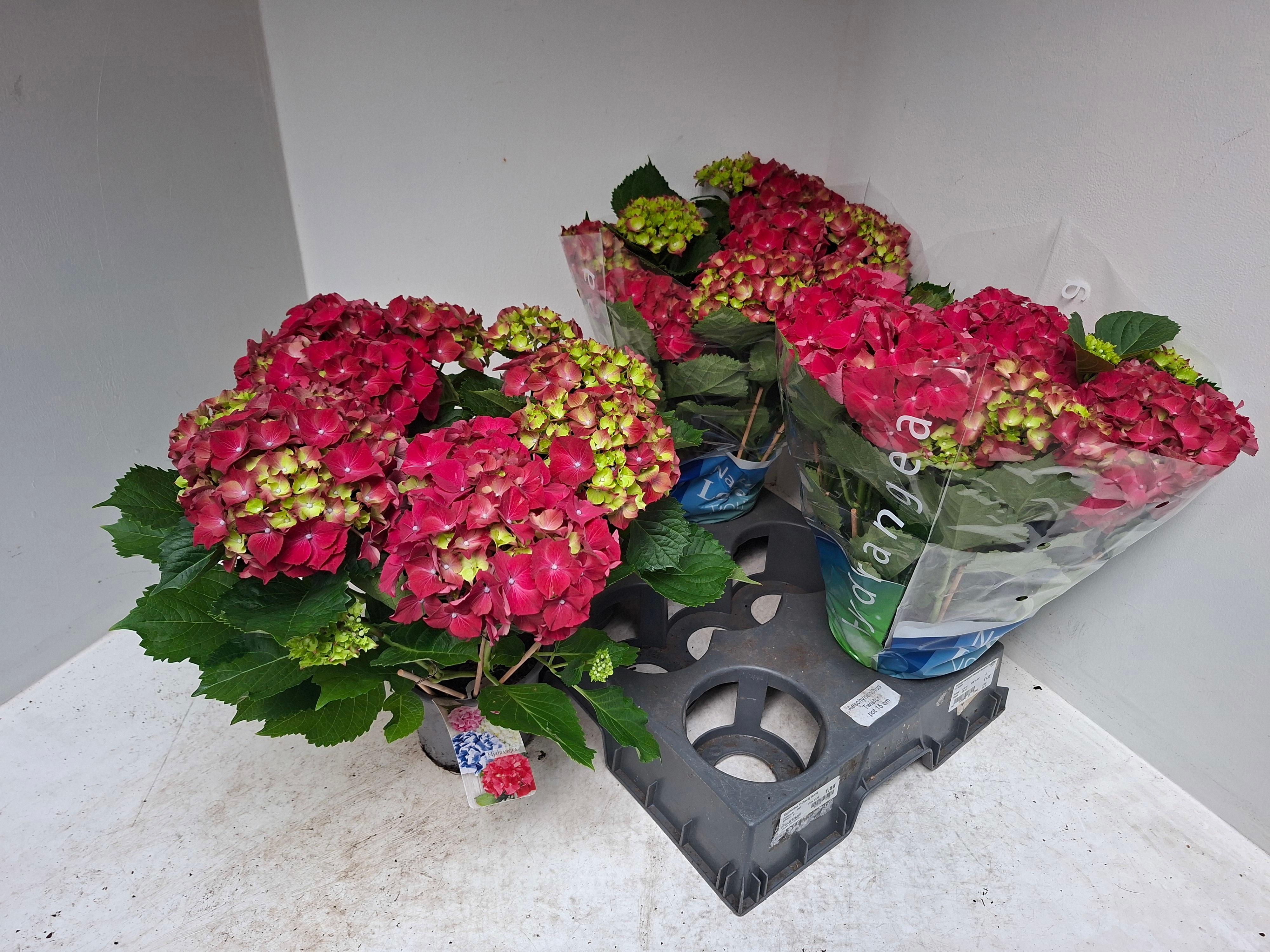 Горшечные цветы и растения оптом Hydr M Hi Fire от 3шт из Голландии с доставкой по России