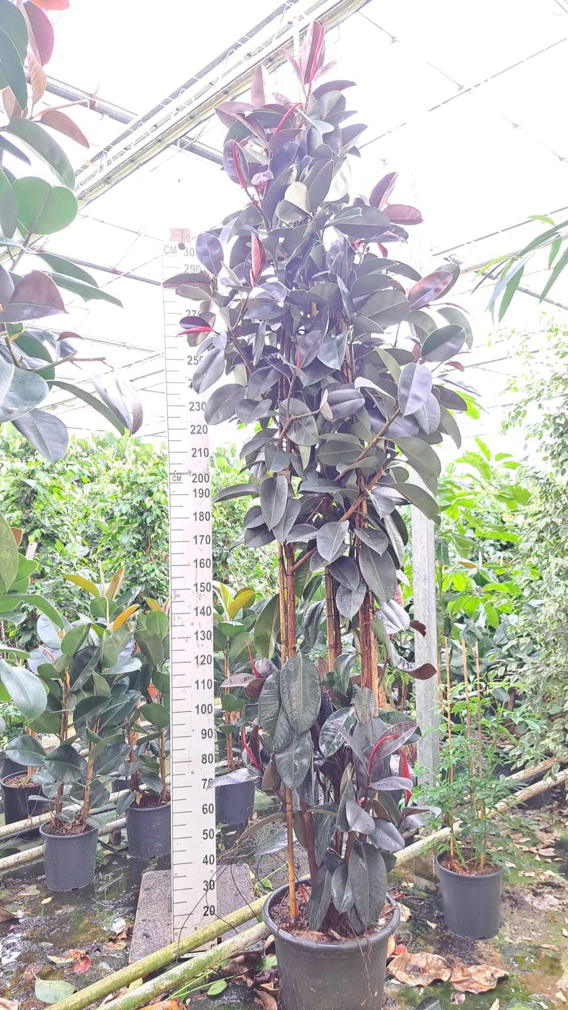 Горшечные цветы и растения оптом Ficus Elastica Abidjan Branched от 1шт из Голландии с доставкой по России