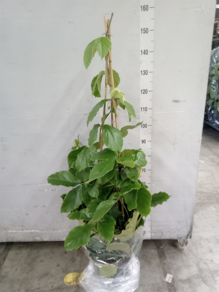 Горшечные цветы и растения оптом Tetrastigma Voinierianum от 1шт из Голландии с доставкой по России