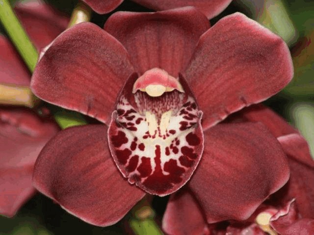 Срезанные цветы оптом Minicymbidium red от 10шт из Голландии с доставкой по России