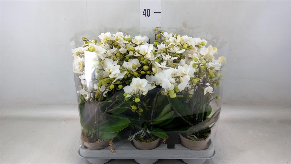 Горшечные цветы и растения оптом Phalaenopsis Multi.   ...white от 8шт (для телеги) из Голландии с доставкой по России