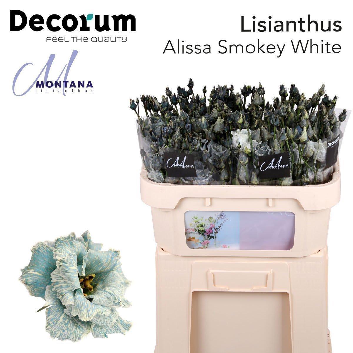 Срезанные цветы оптом Lisianthus do paint alissa smokey white A от 40шт из Голландии с доставкой по России