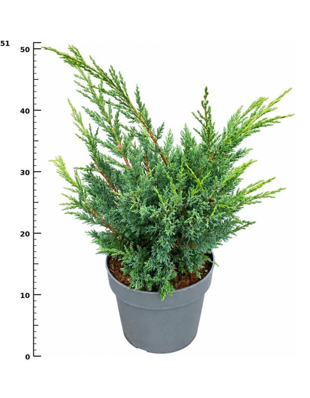 Горшечные цветы и растения оптом Juniperus Chin. blaauw от 1шт из Голландии с доставкой по России